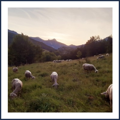 Bergerie des Brouteuses d'Étoiles