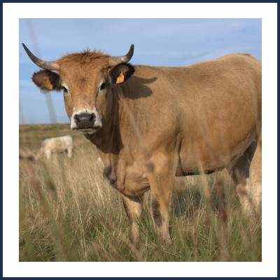 Les Aubracs de La Castelle