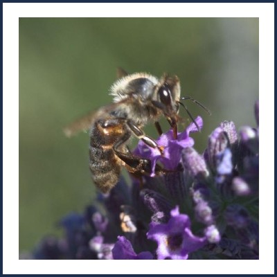 Les Ruchers de la Bastide Blanche
