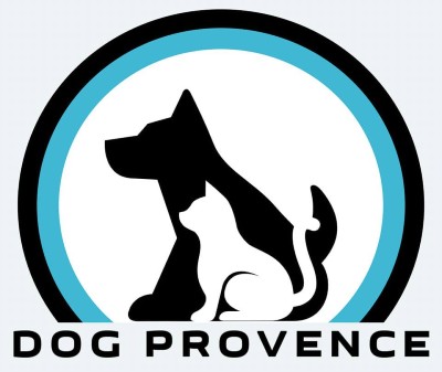 Dog Provence Valensole