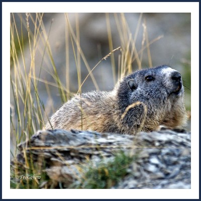 Photographies Fragphoto