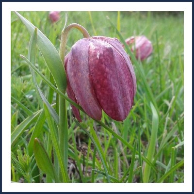 Ursula Morgenthaler Guide Touristique