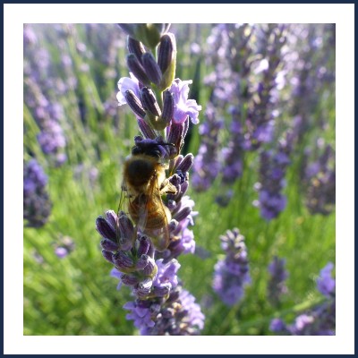 Ruches et Collines Miel Bio