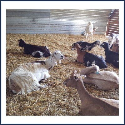 La Ronde des Chèvres