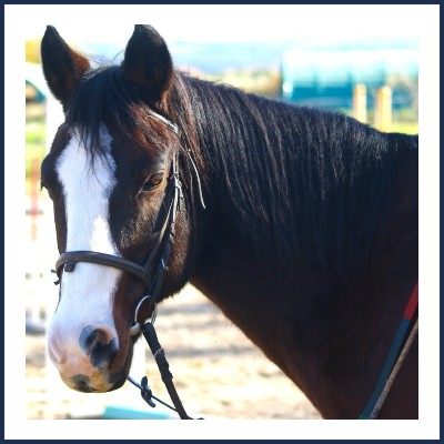 Centre Équestre Le Pilon