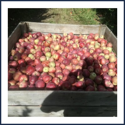 Les Champs des Alpes