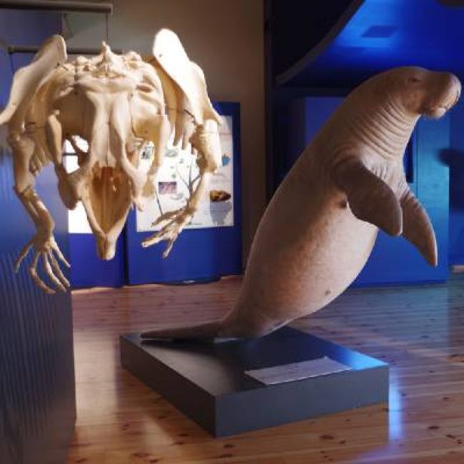 Exposition Sirènes et Fossiles jusqu&rsquo;au 7 novembre 2021