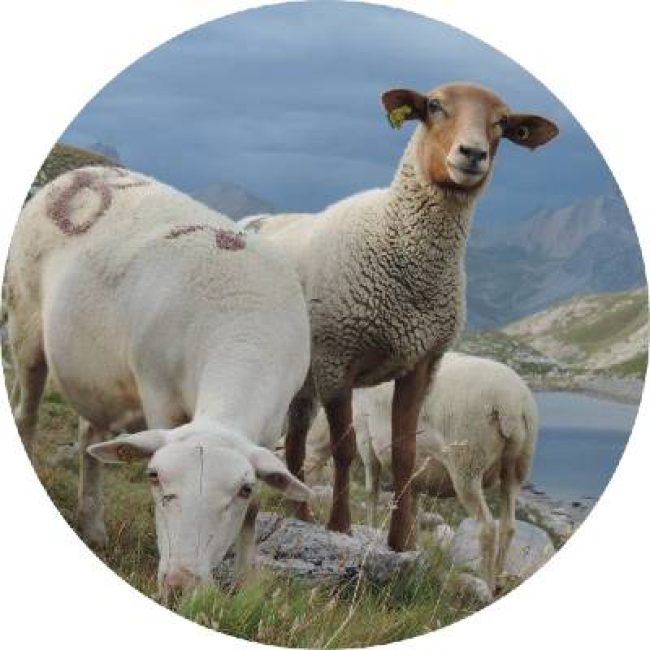 La Brebis Joyeuse. Promotions sur les produits en laine