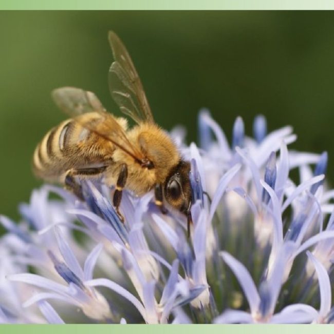 À la découverte des insectes pollinisateurs à Digne-les-Bains